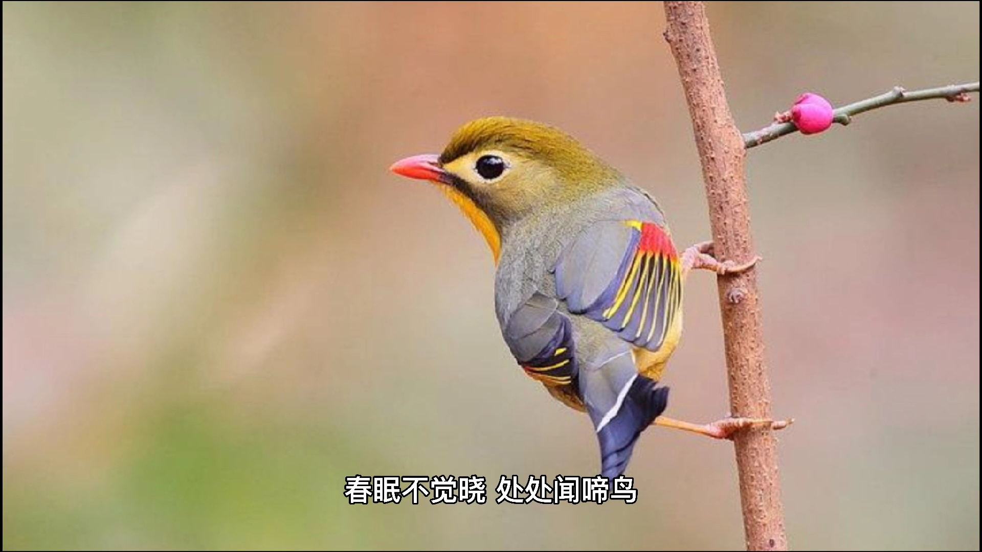 描写春天的诗句三年级