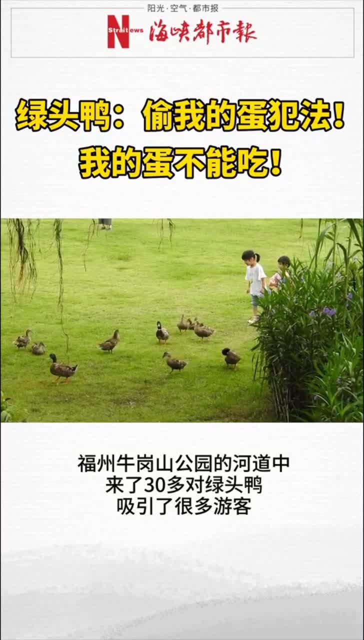 绿头鸭偷我的蛋犯法!我的蛋不能吃!,