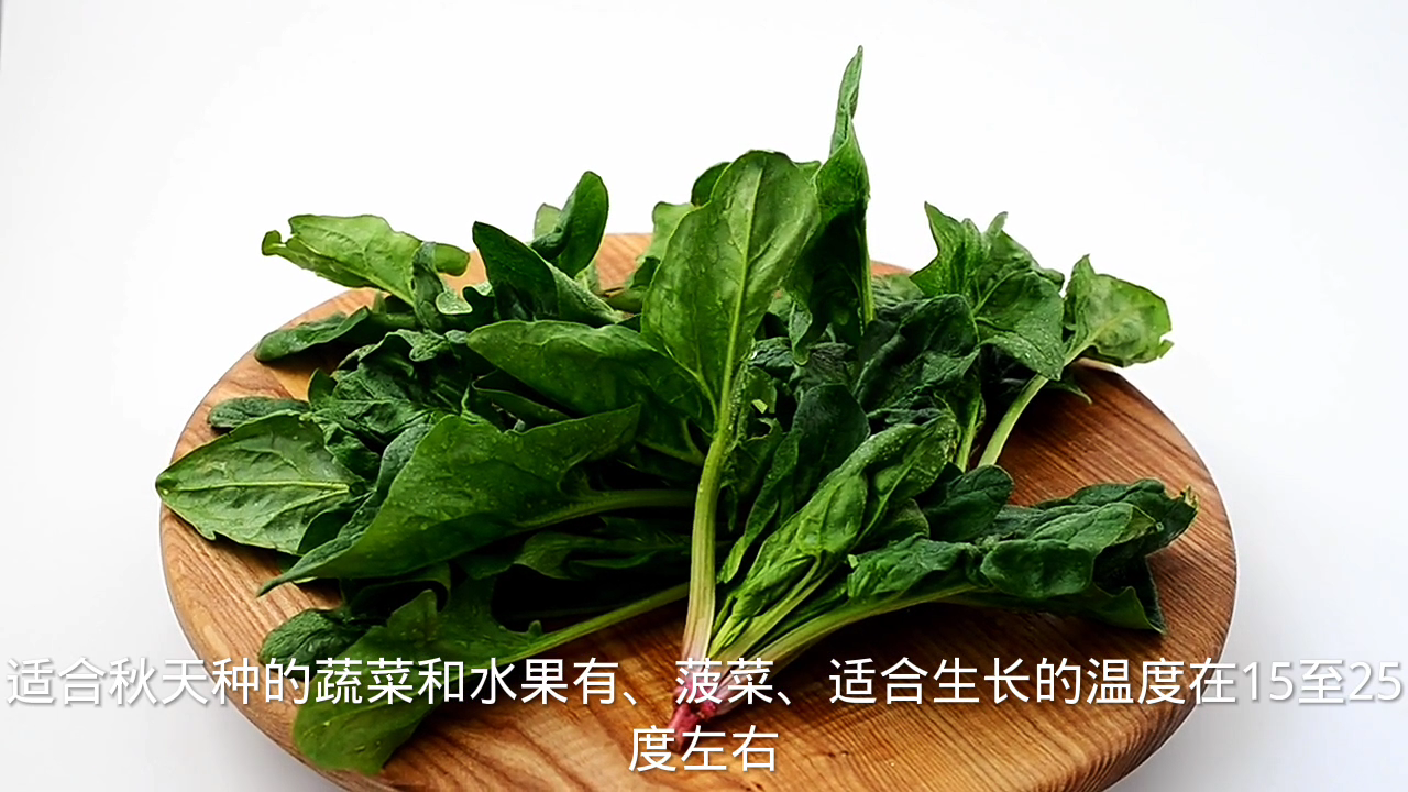 秋天适合种什么蔬菜和水果?