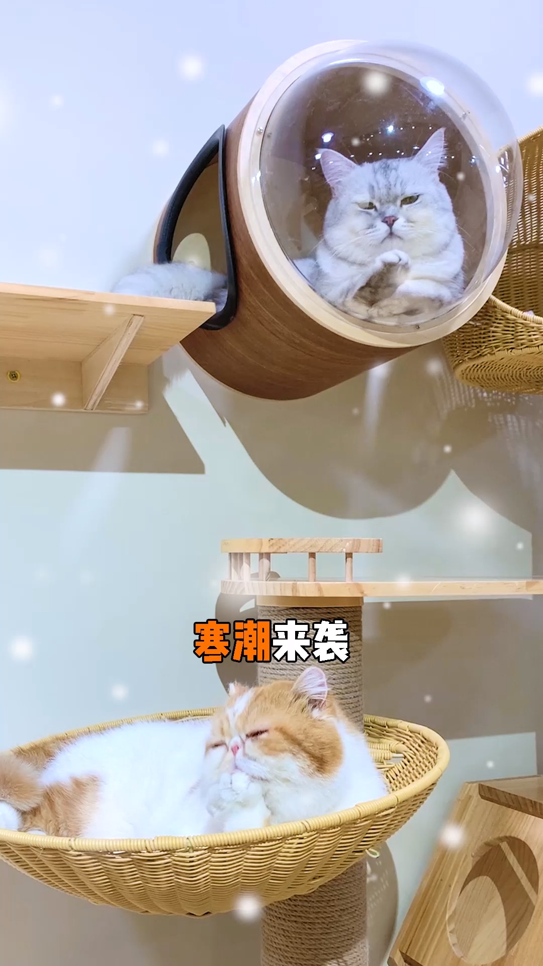 #潮物计划#干货来了!猫咪软便不消化,该如何挑选一款放心的养胃猫粮?