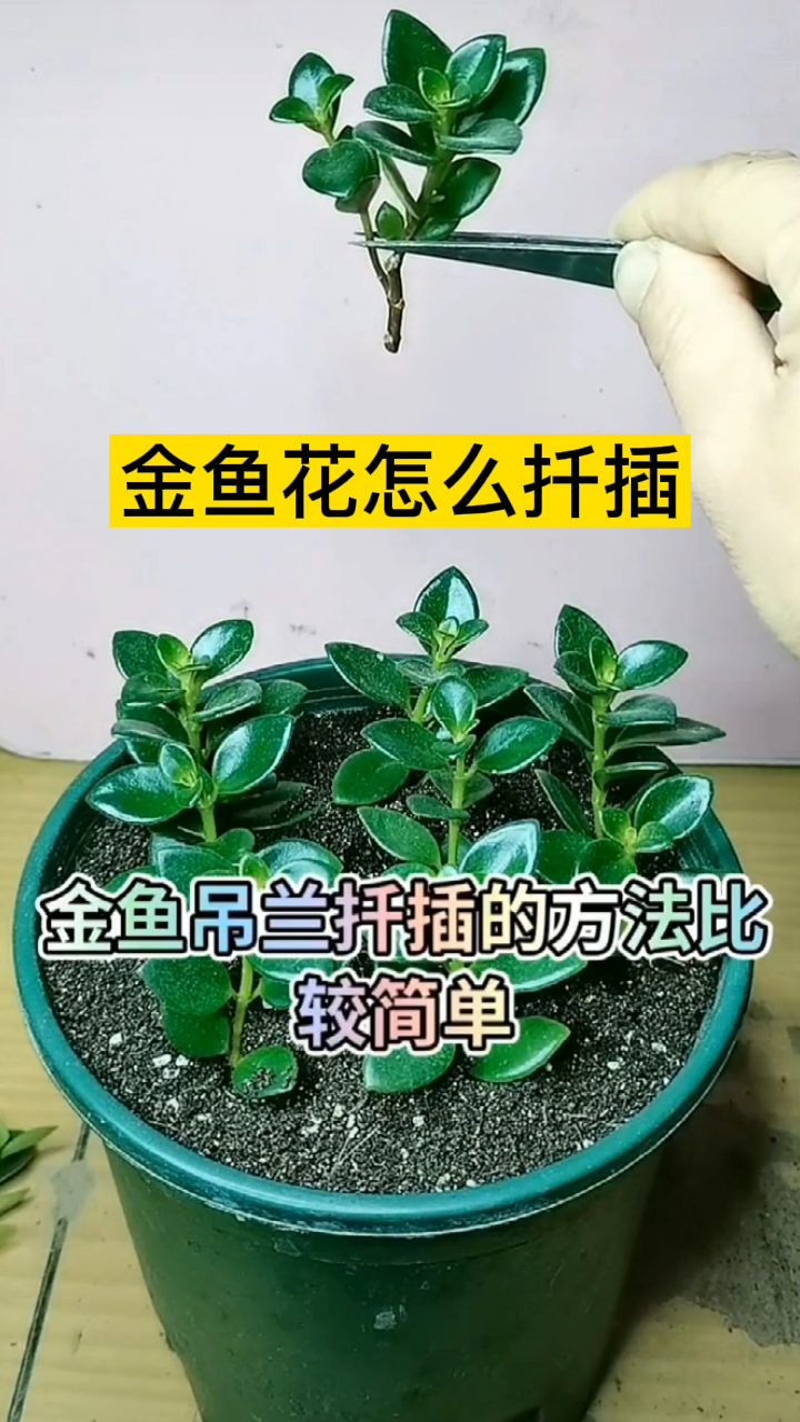 金鱼花怎么扦插?