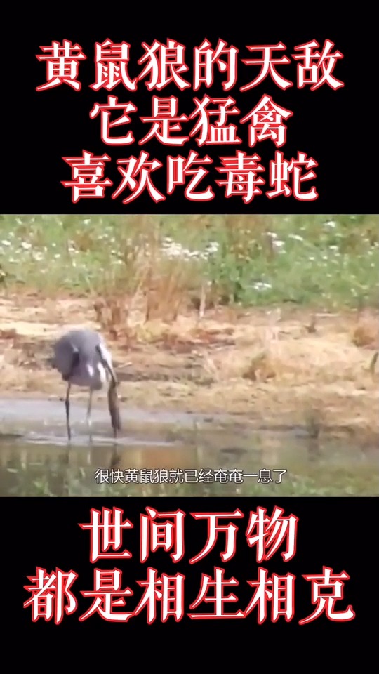 黄鼠狼的天敌来一段考拉disco