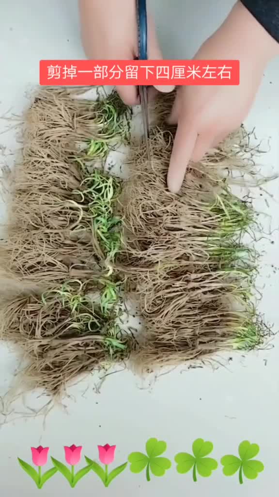 韭菜根栽培教程想种韭菜的过来
