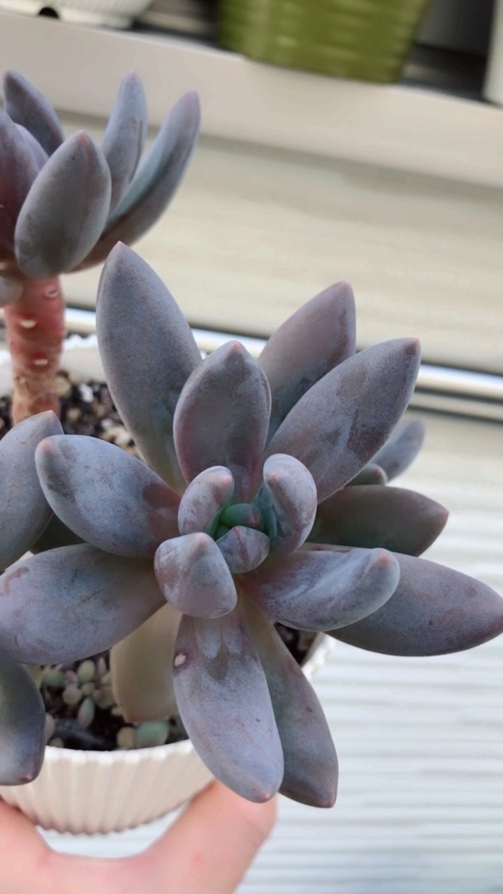 紫丽殿两年小老桩状态进行中