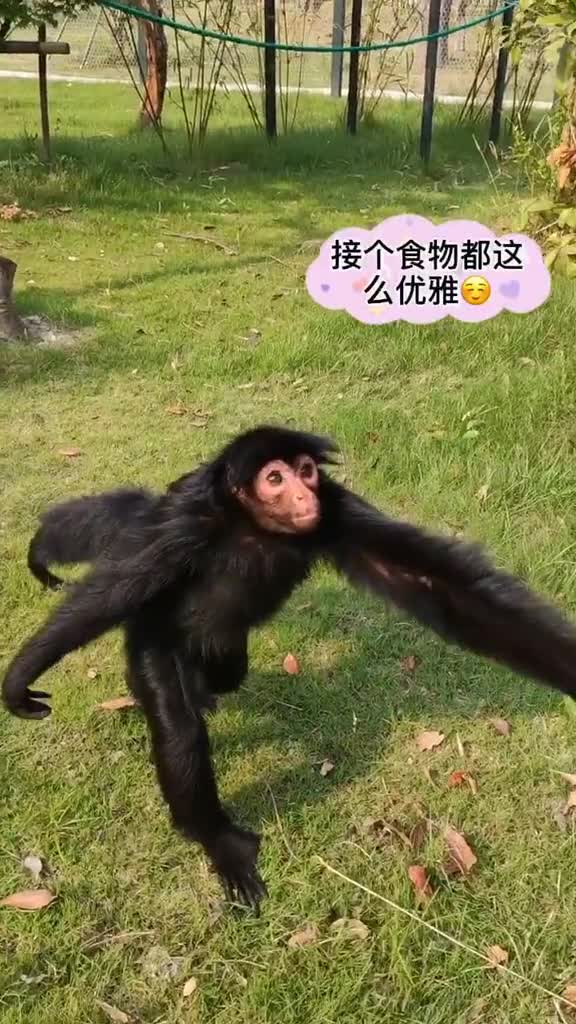 这是可能是一只从迪士尼跑出来的红脸蜘蛛猴