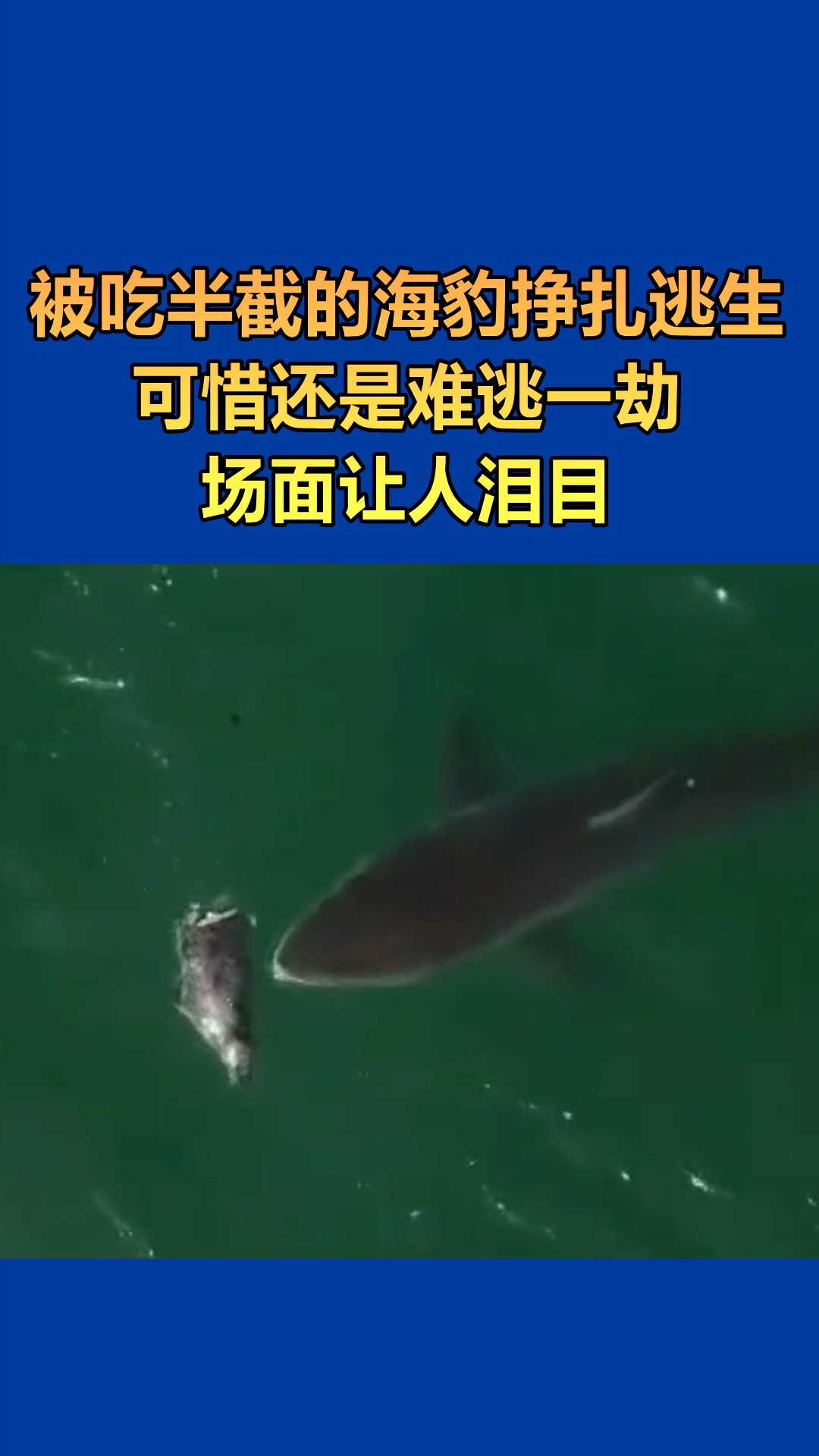 #我要上热门#海豹被鲨鱼捕食,场面看着揪心