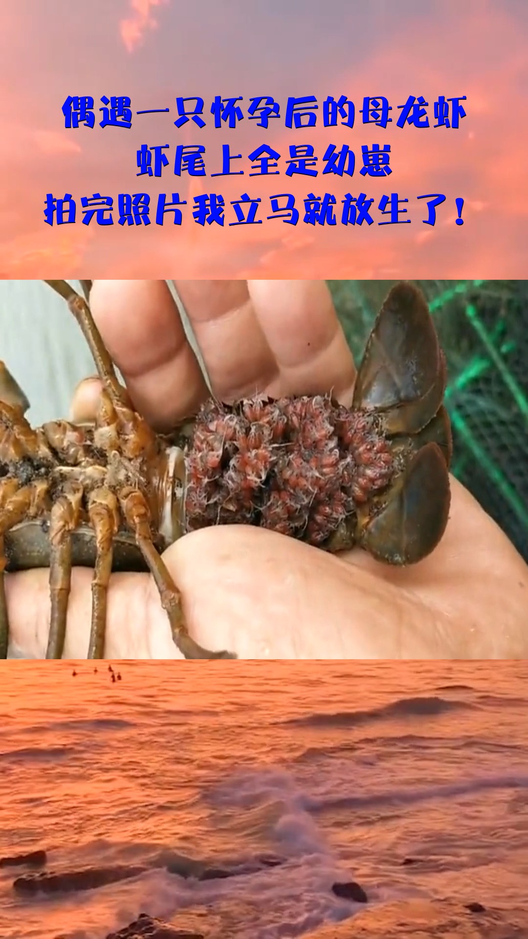 偶遇一只怀孕后的母龙虾,虾尾上全是幼崽,拍完照片我立马就放生了!
