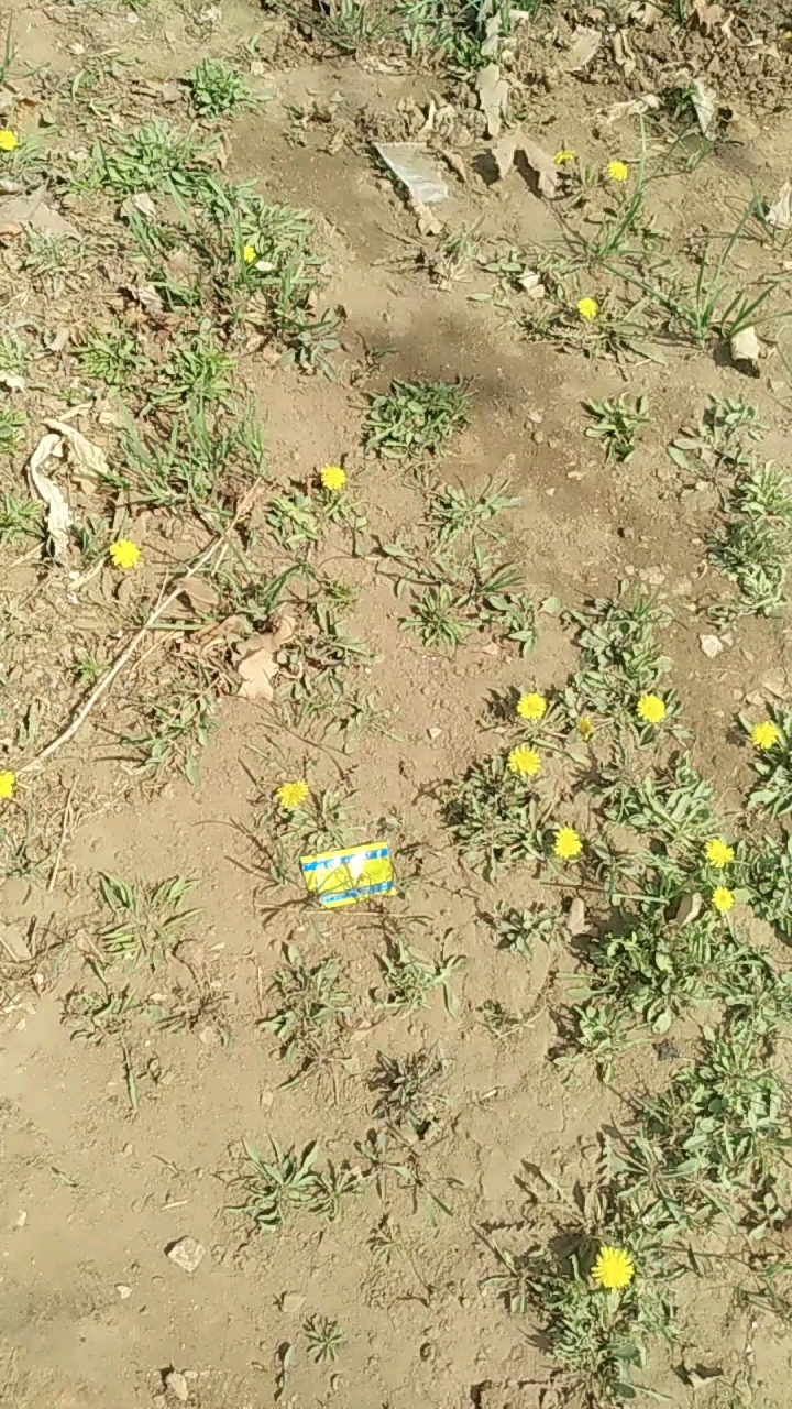 黄花野菜真漂亮