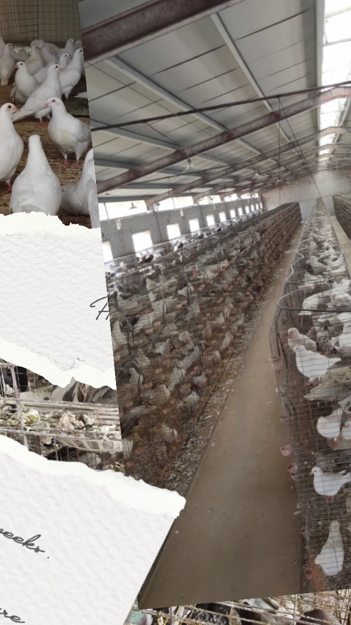 大型肉鸽养殖场