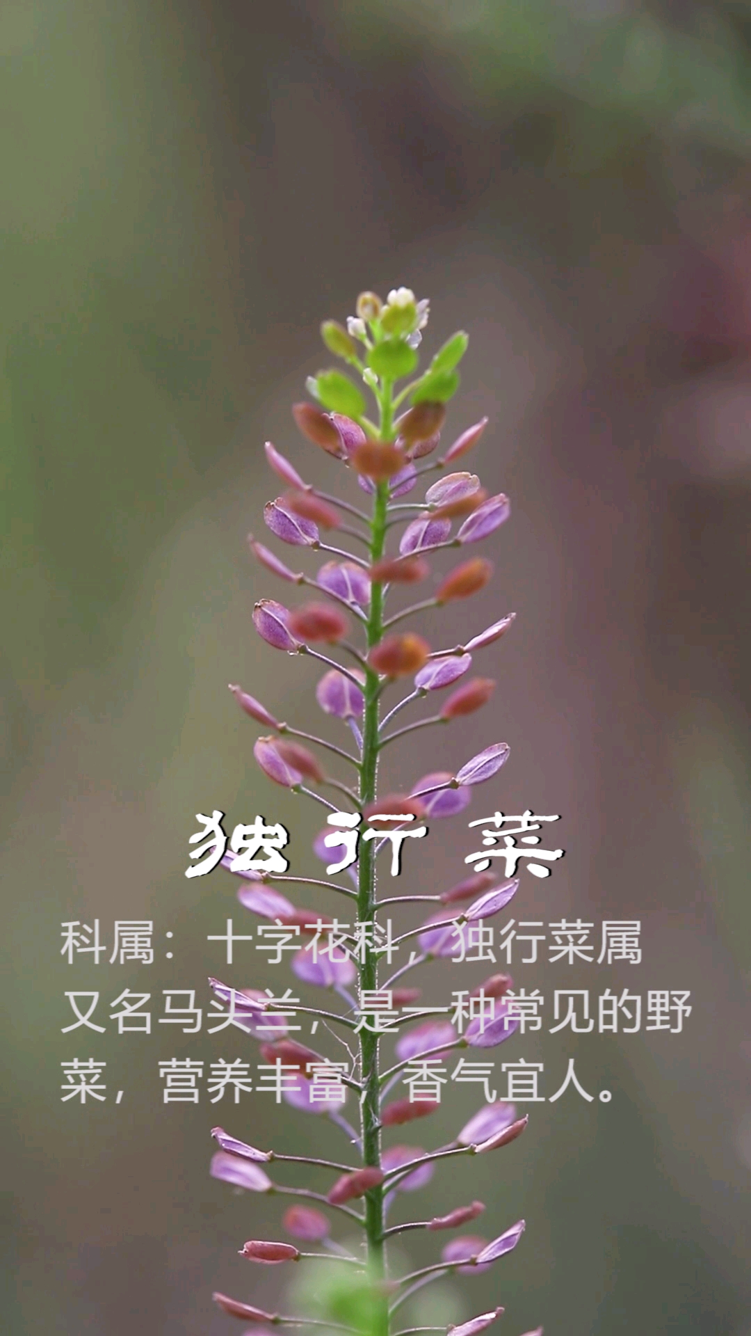 大自然的老師