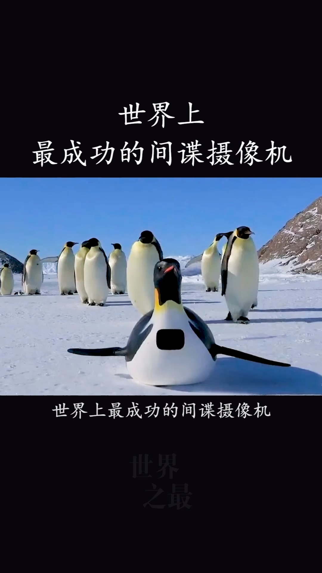 #世界之最#世界上最成功的间谍摄像机,竟然混成了企鹅群的老大!