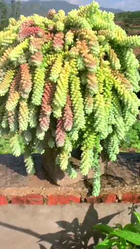 #记录生活#彩虹玉坠,多肉植物老桩