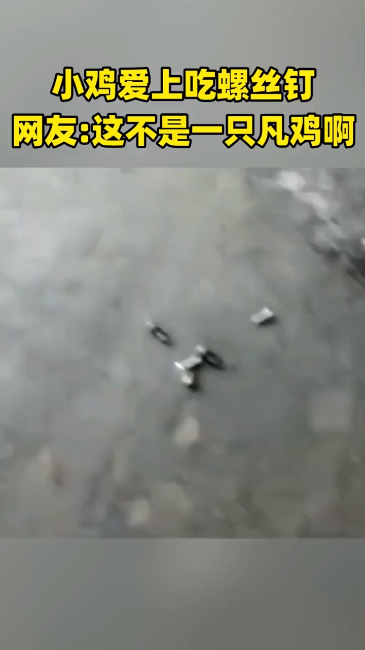母鸡中的“螺丝鸡”?!小鸡爱上吃螺丝钉,比同龄鸡胖出2斤