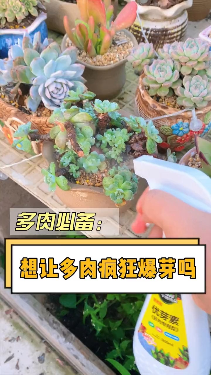 #多肉植物#多肉不长侧芽不爆崽,可以试试这个优芽素,它可以促进多肉芽点分化,让多肉多长侧芽