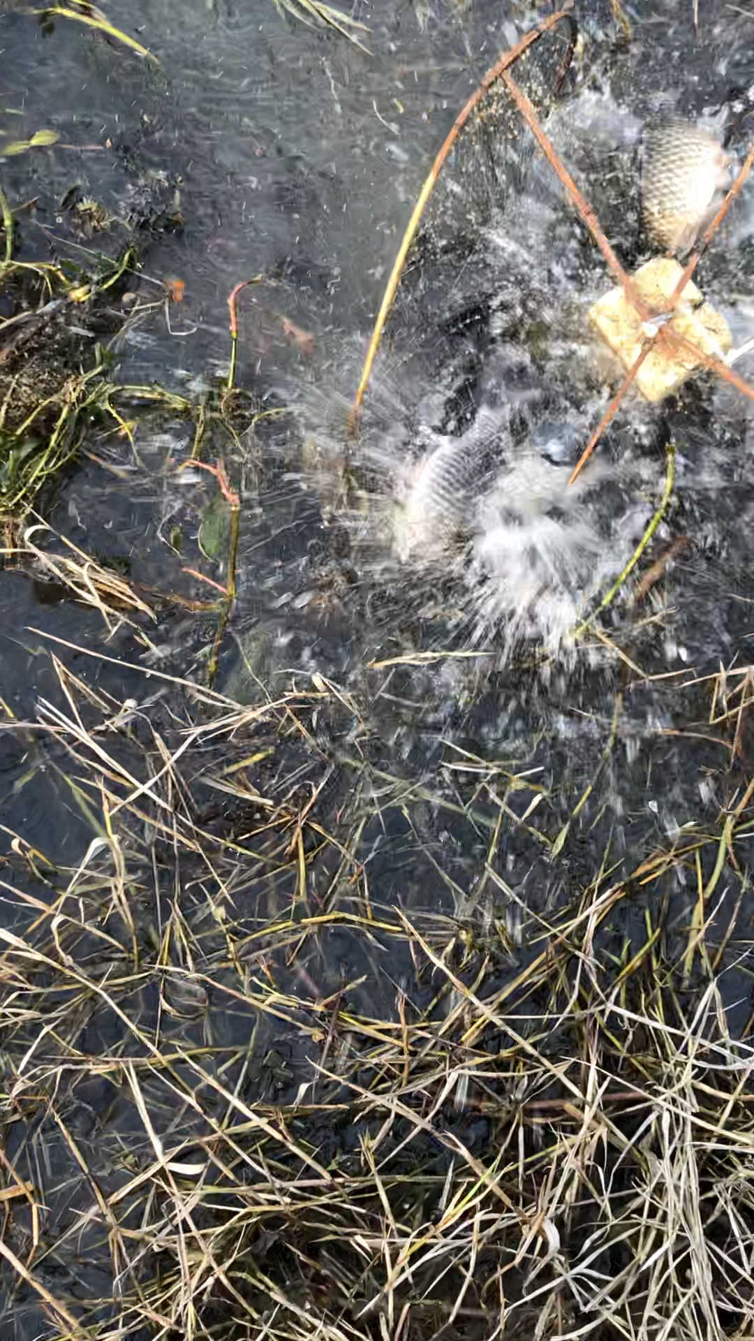 超级无敌大爆网,都是纯野生的大板鸡