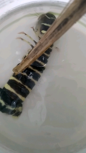 有认识的吗?