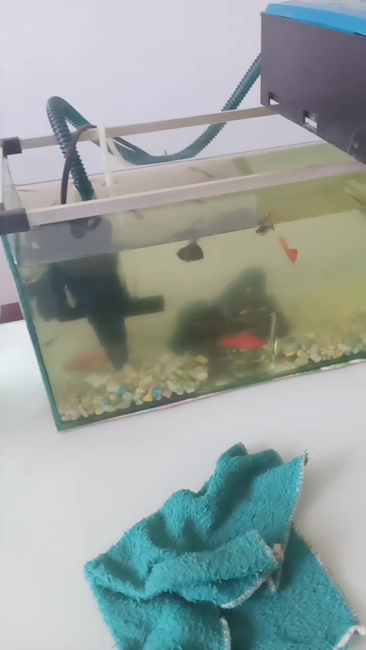 小鱼游来游去