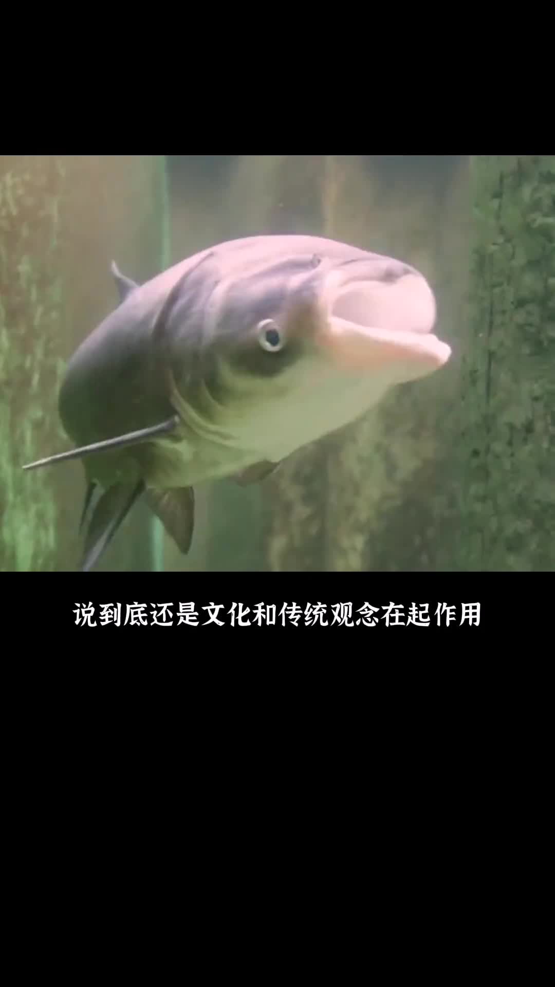 为什么美国人不吃亚洲鲤鱼