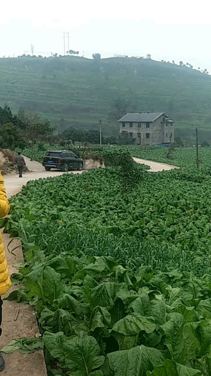 满山遍野的菜头