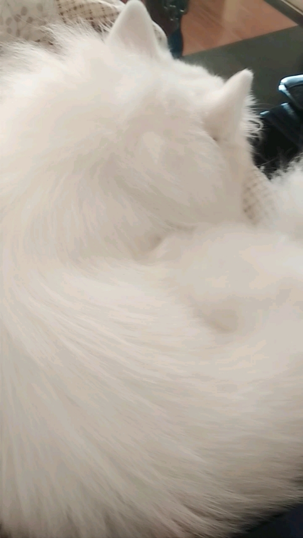 谁知道这狗是什么品种  