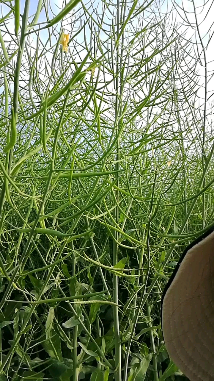 油菜花都变成油菜籽了