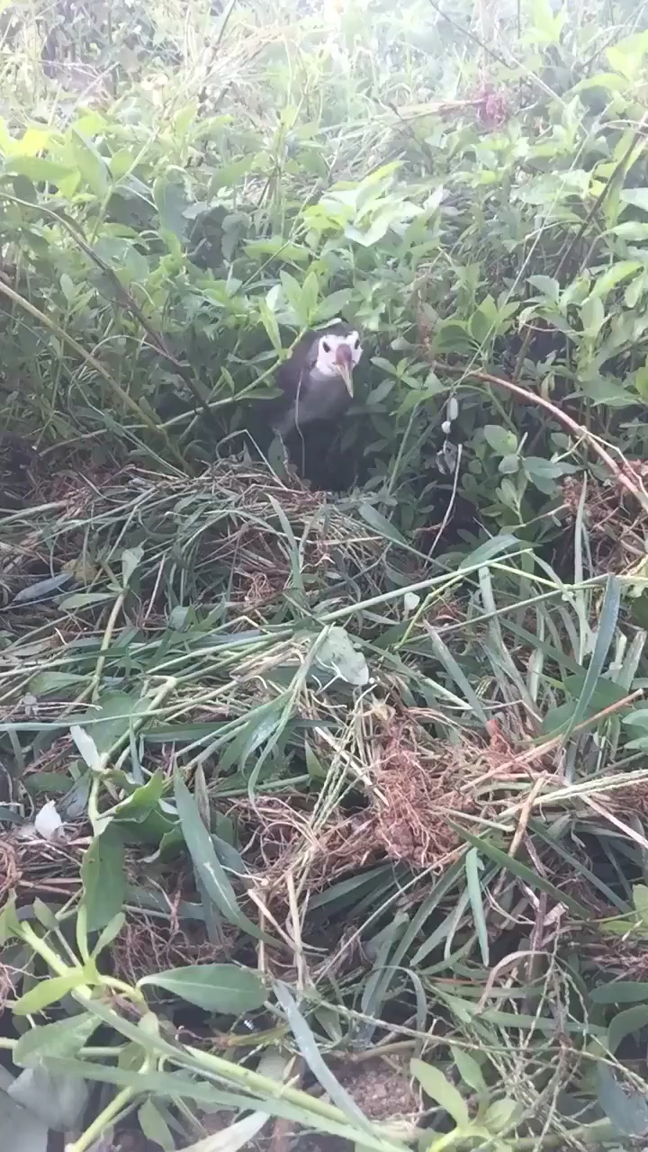 #田鸡#早上采痔疮药草解开我一直藏在心里的解。一直以为这声音是怪兽