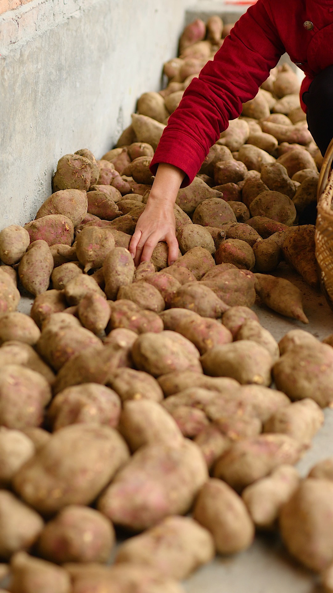 #美食#湖南人的记忆中，红薯不仅能做红薯条，还可以做成芝麻红薯片，口口香甜。