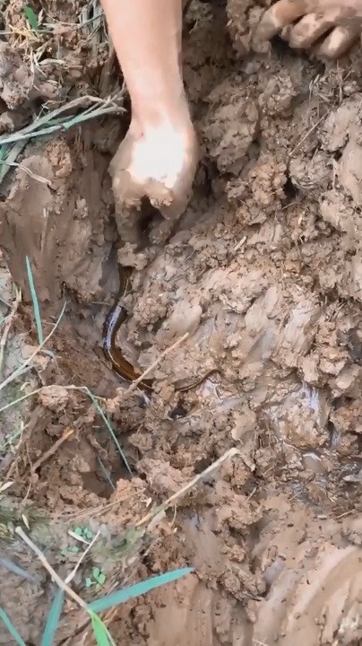 稻田抓鳝鱼,每次挖的 指甲跟不是自己的一样