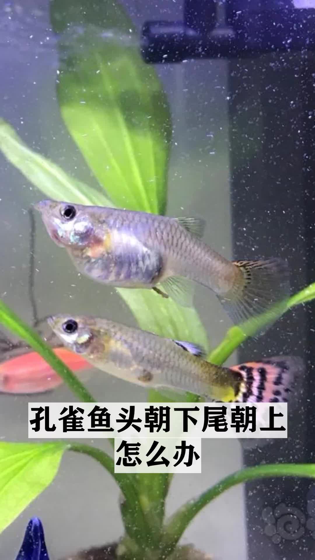 孔雀鱼头朝下尾朝上怎么办