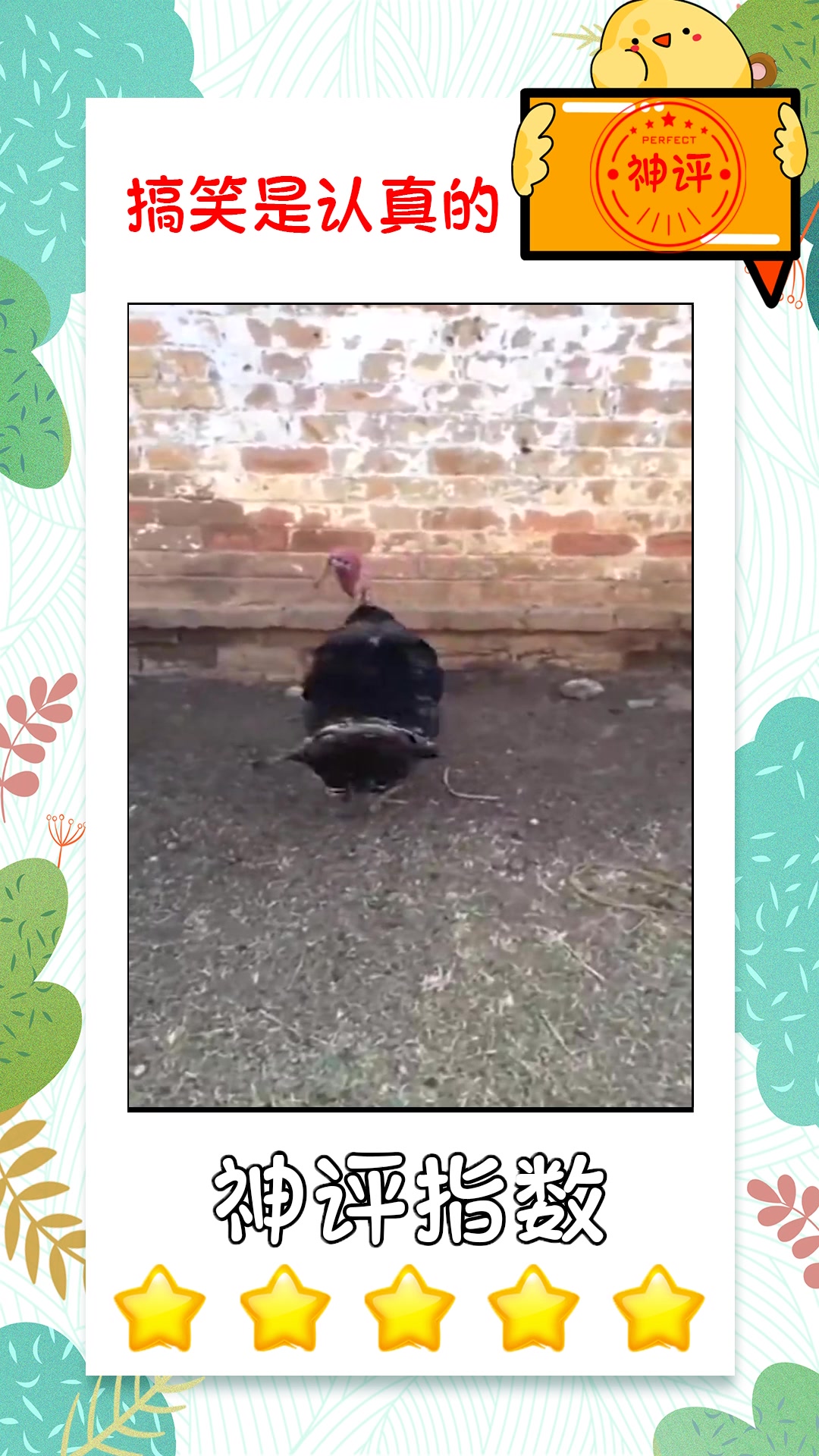 #搞笑#第一次见非洲的火鸡,这脖子也太丑了