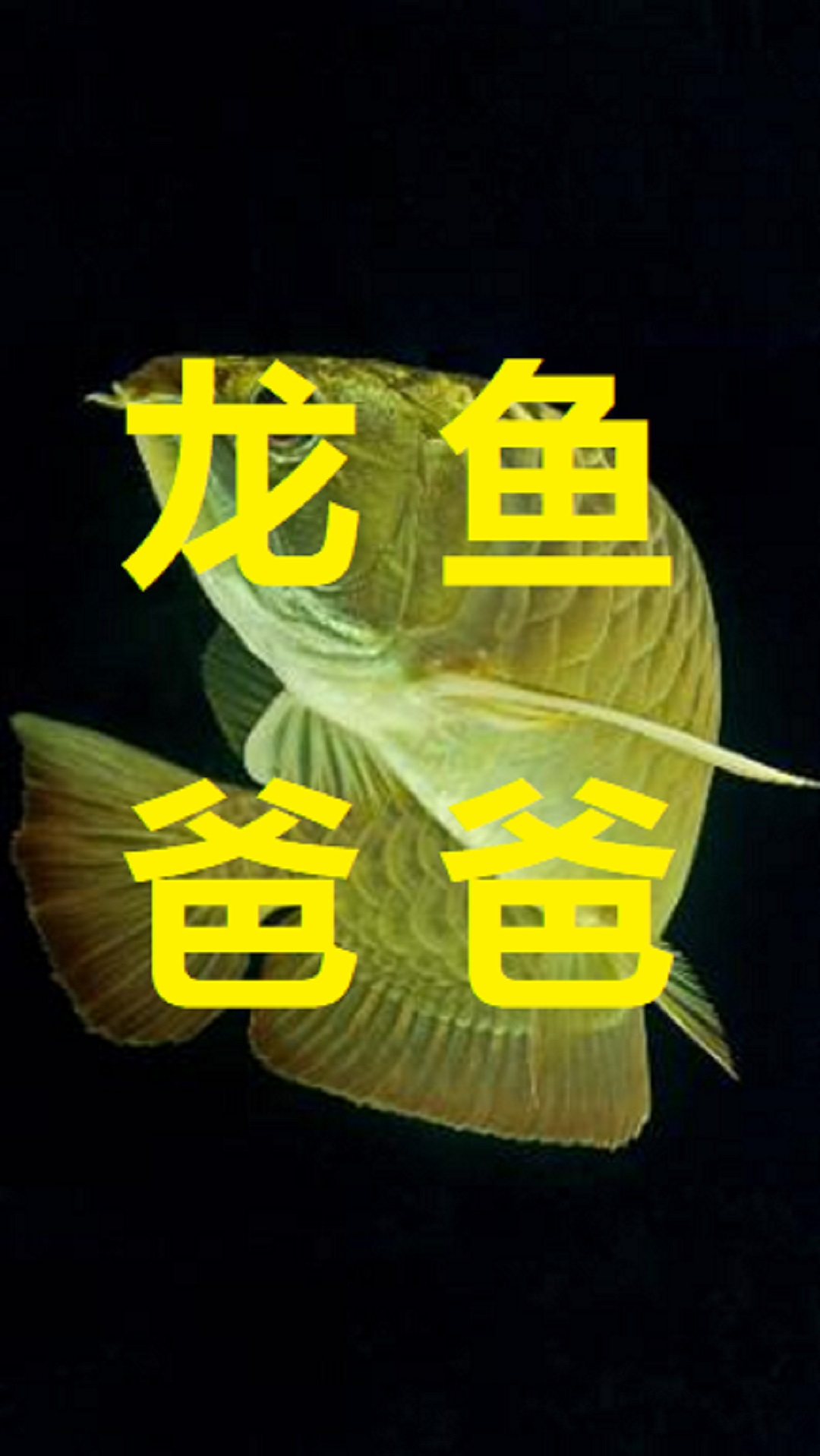 #神奇动物在这里#龙鱼爸爸太伟大了,将鱼卵含在嘴里100天,最后孵化出了一群可爱的小龙鱼