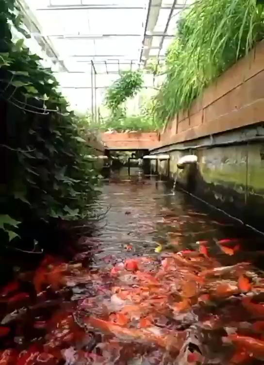 看到红鲤鱼,寓意吉祥如意,太漂亮了,
