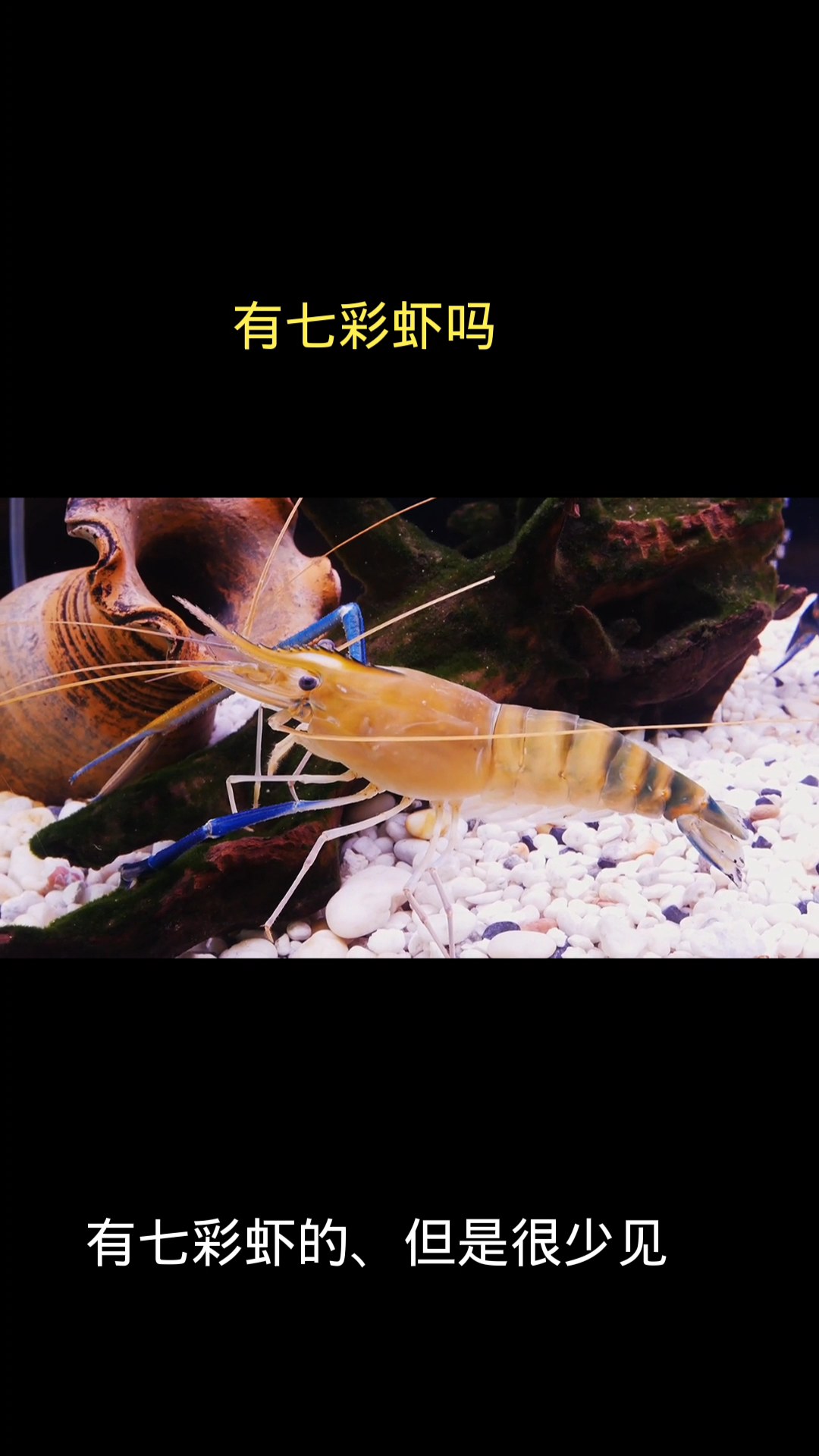 有七彩虾吗   