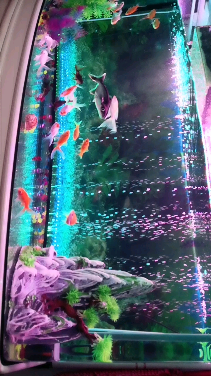 蓝鲨