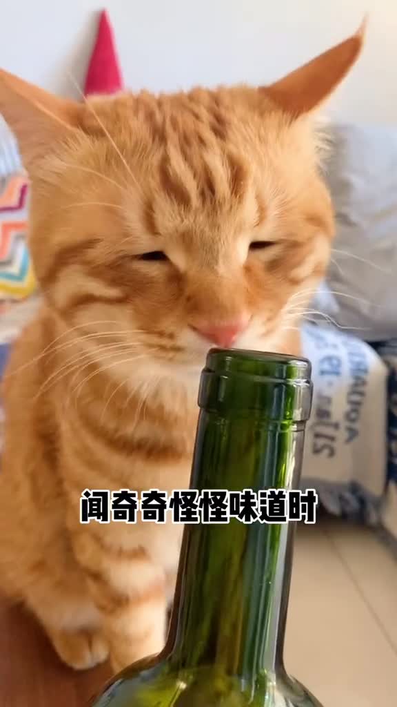冒昧问一下,这是传说中的面…面瘫脸吗?橘猫橘猫每一帧都是表情包卡点卡点李荣浩
