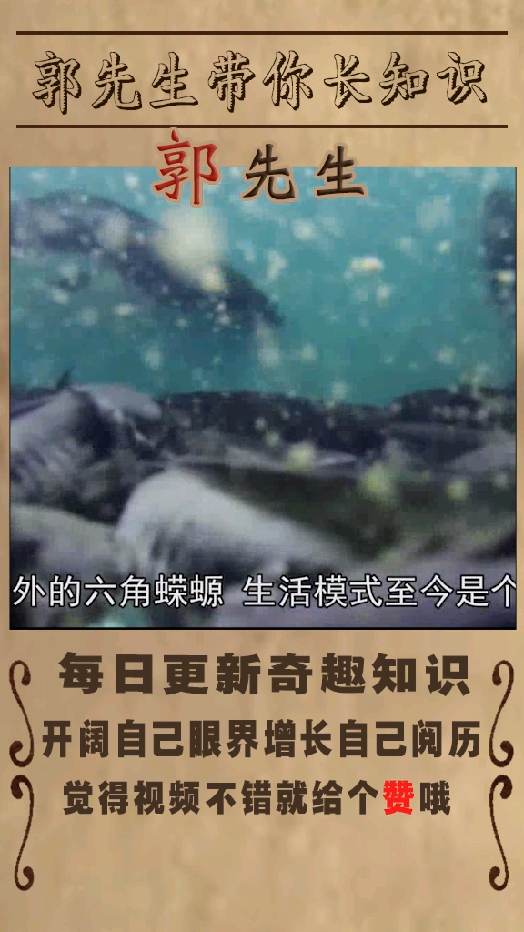 世界上独特的动物之六角恐龙