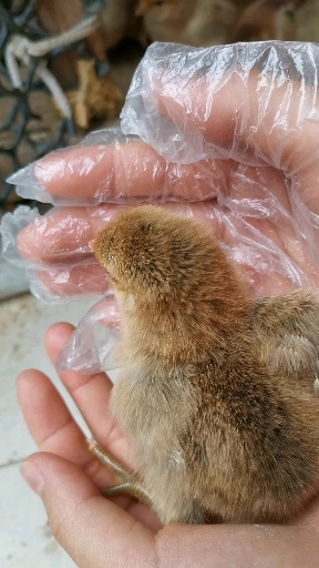 小鸡啄米