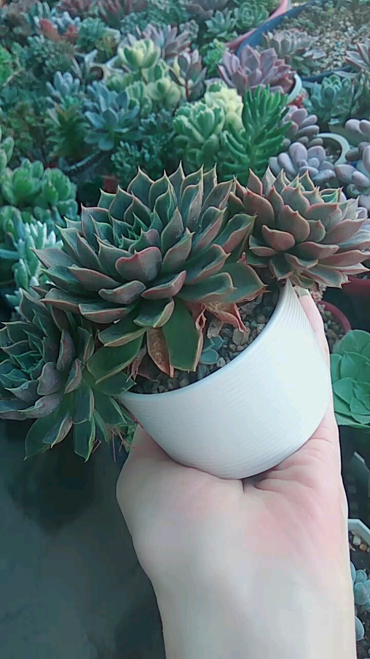 #我的小花园#不知道什么时候悄悄的又出了一个小芽