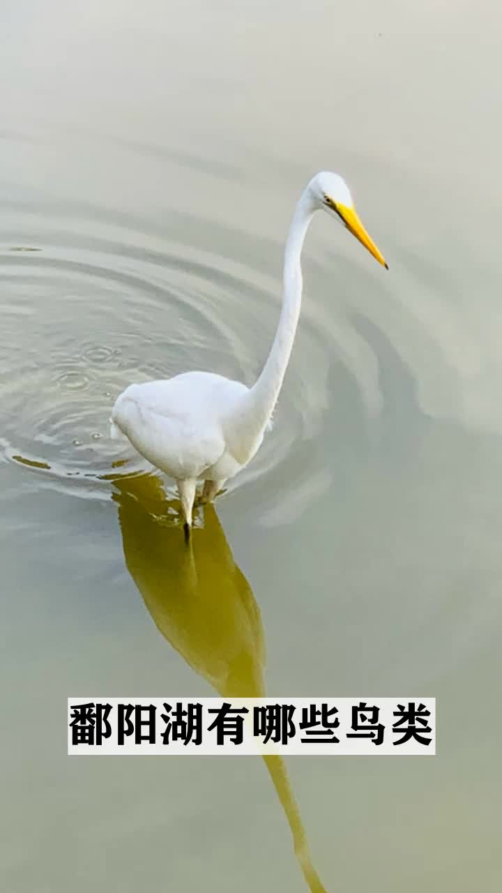鄱阳湖有哪些鸟类