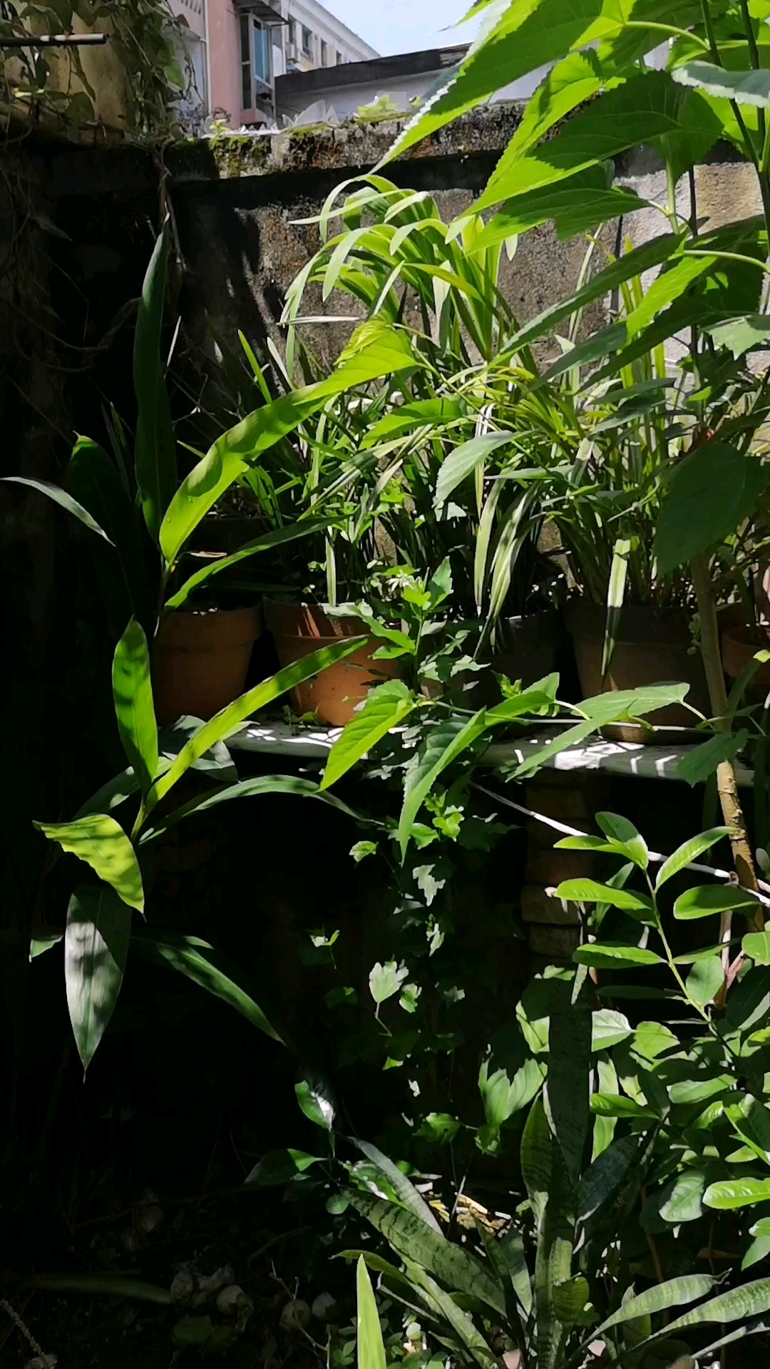 美丽的蝴蝶