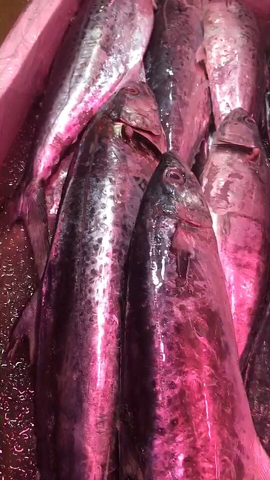 花鲛鱼不是马鲛鱼