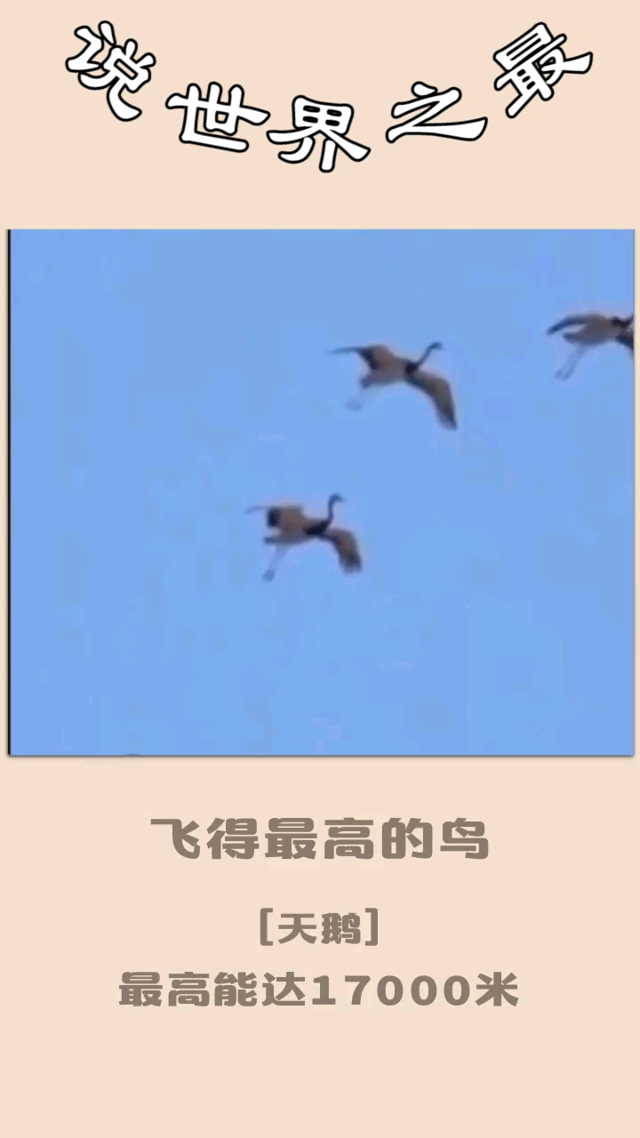 飞的最高的鸟,只知道是什么鸟么?