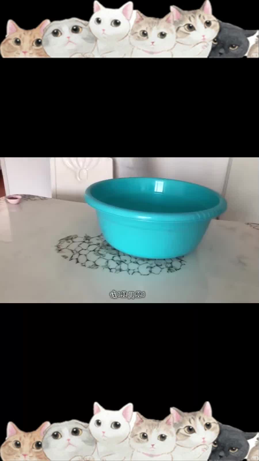 做个猫肉汤可真不容易呀萌宠猫喵星人