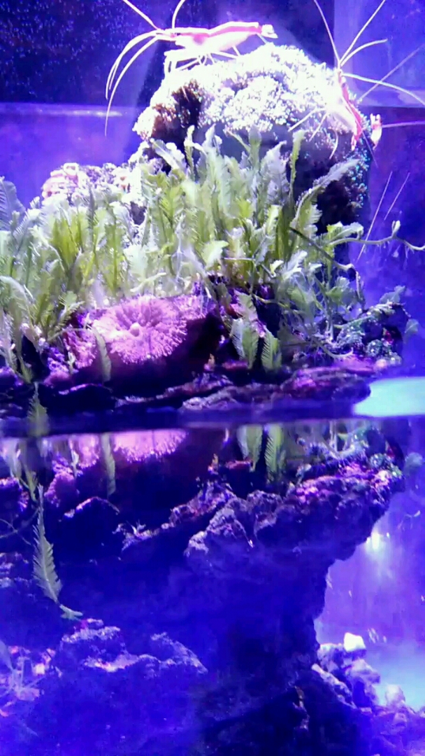 海里的小鱼小虾长的太漂亮了,可爱极了。