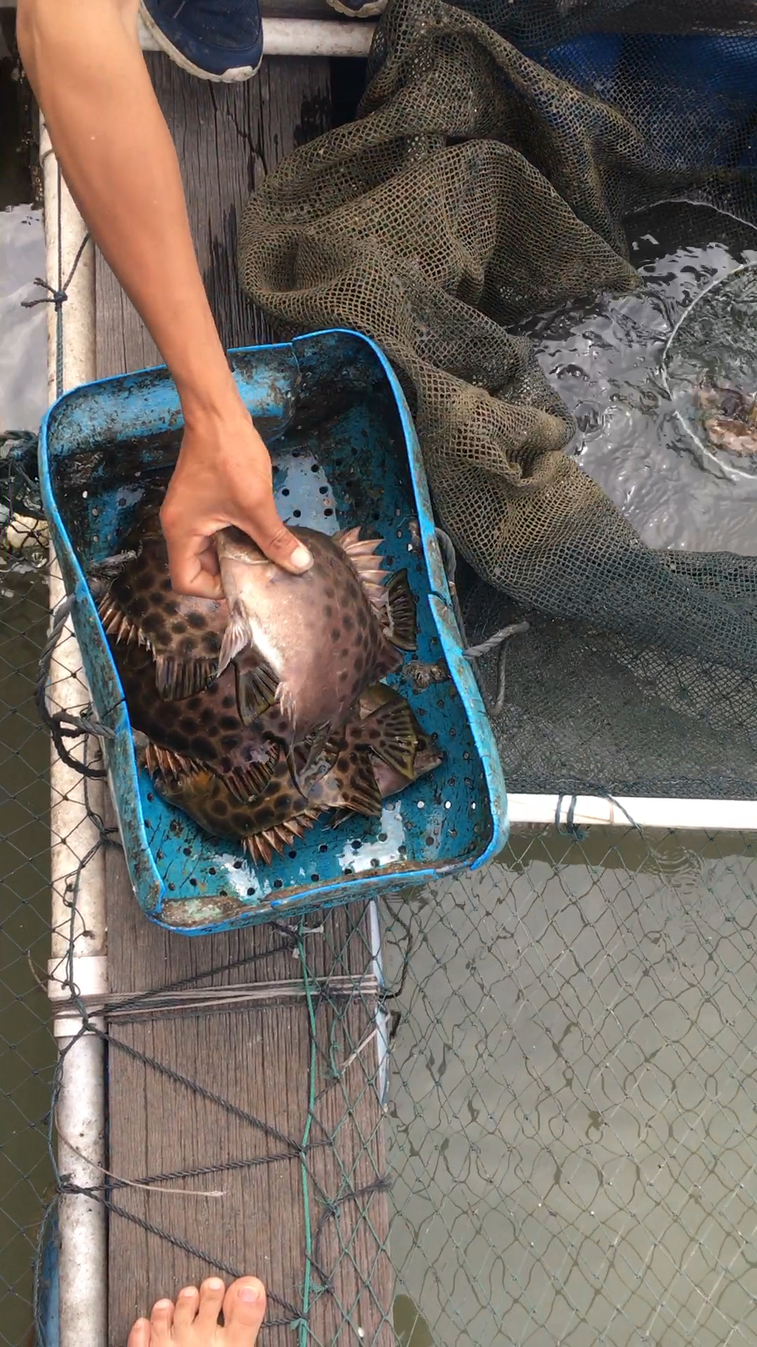 有多少人认识这种鱼