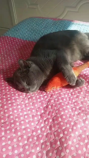 #可爱猫#抱着小鱼睡觉觉,谁也抢不走!关注我关注全民小视频!