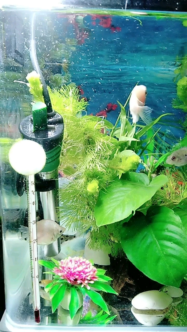 可上微视频设为壁纸