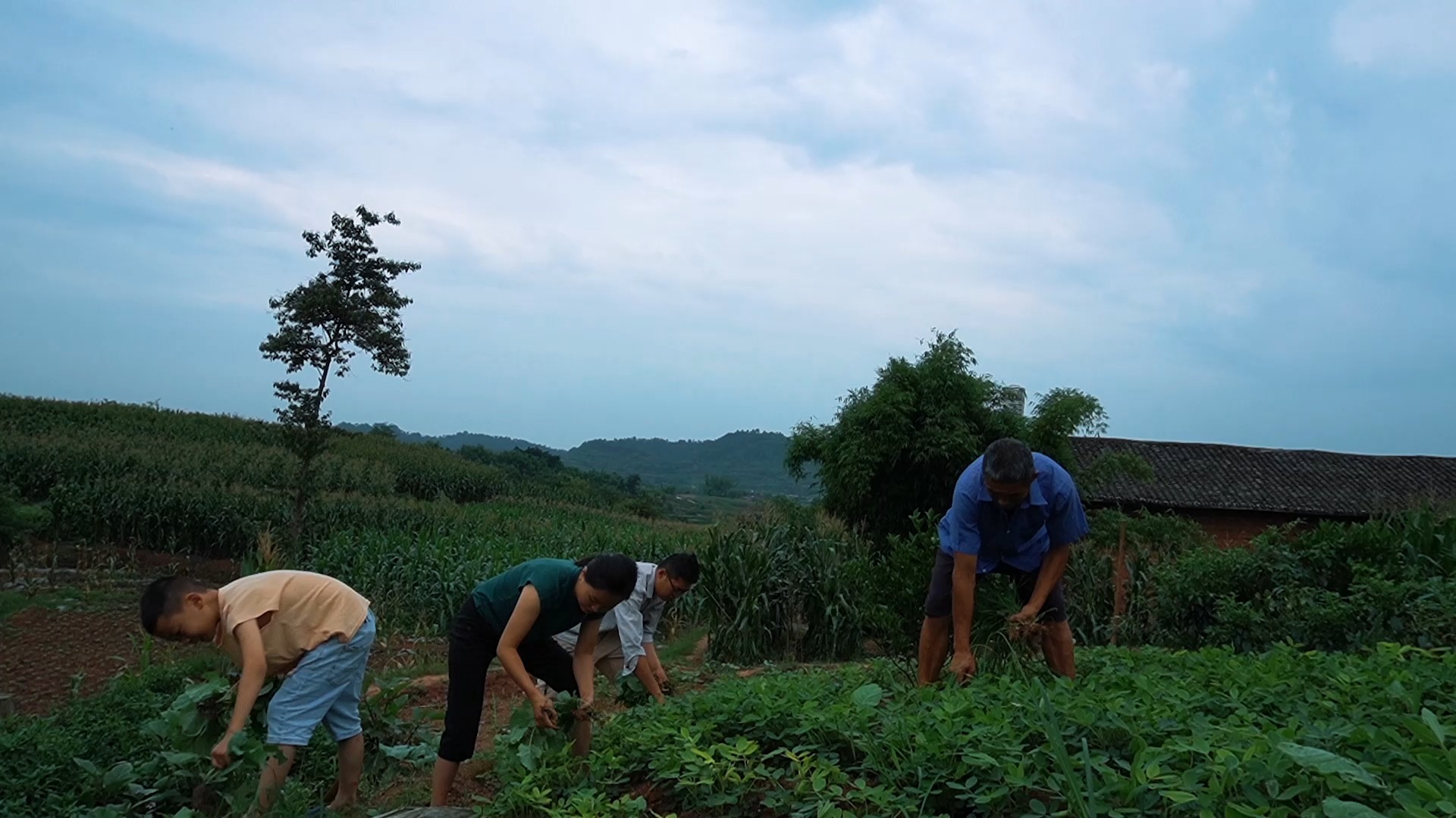 #乡村生活#其实生活很简单，扯完花生地里的草，熬一锅皮蛋瘦肉粥带给妈妈，暖心暖胃