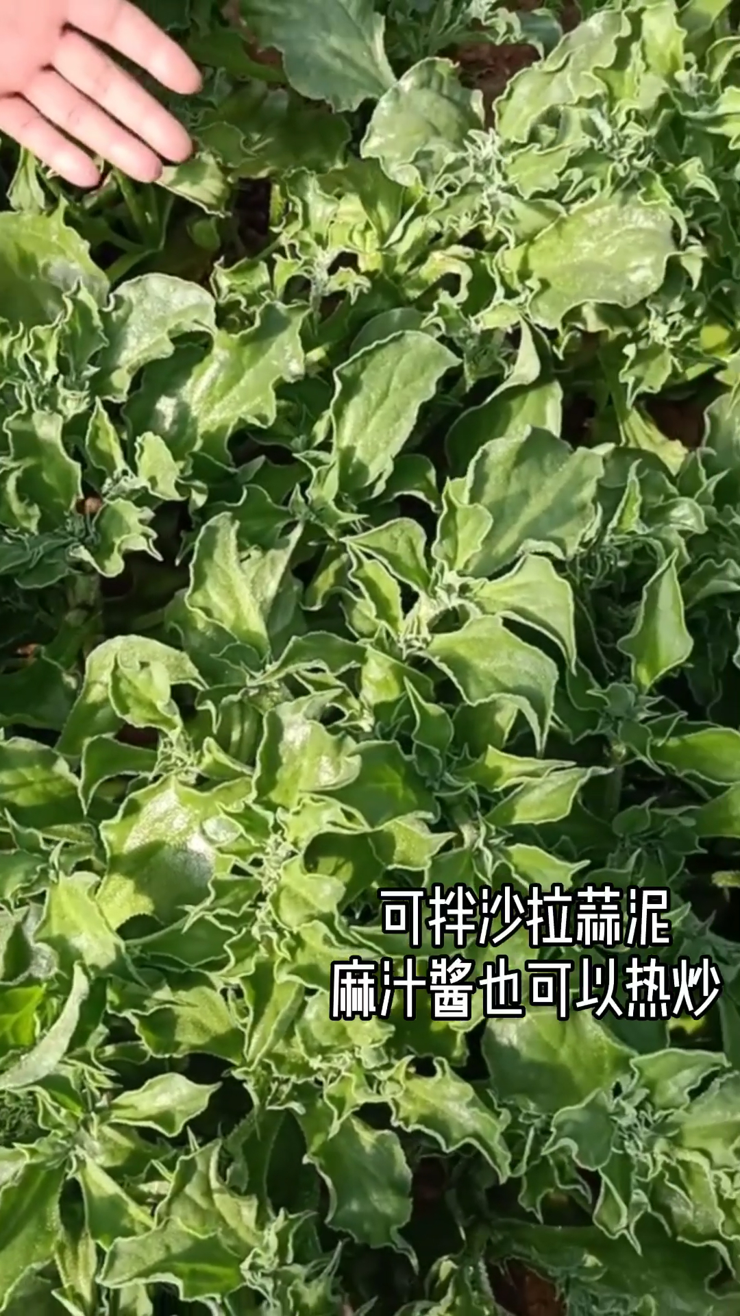 冰菜好吃又好种,在家也可以种