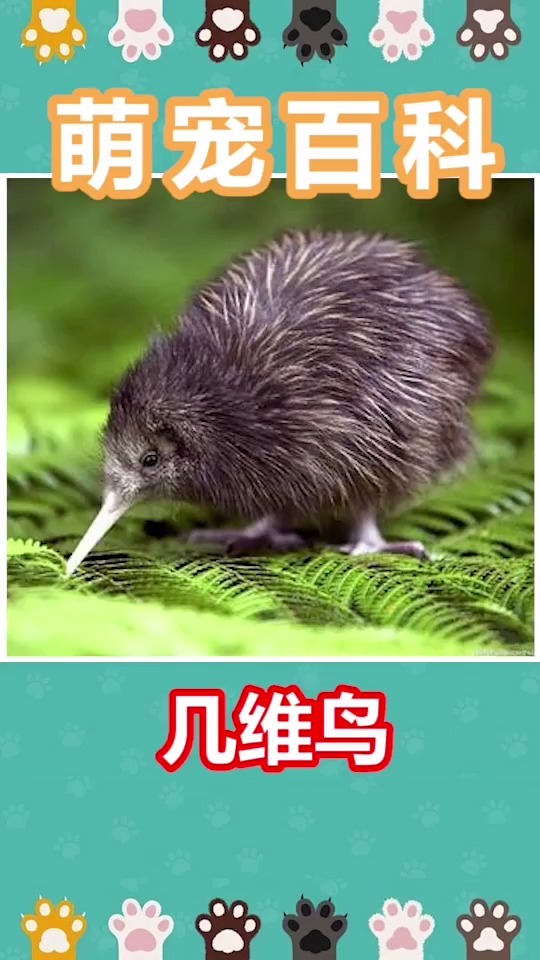 来认识下真正的走地鸡吧